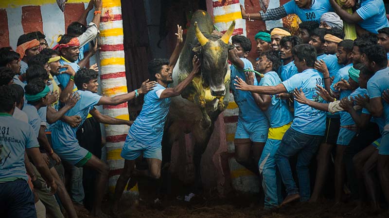 Bull taming festival celebrated on Pongal