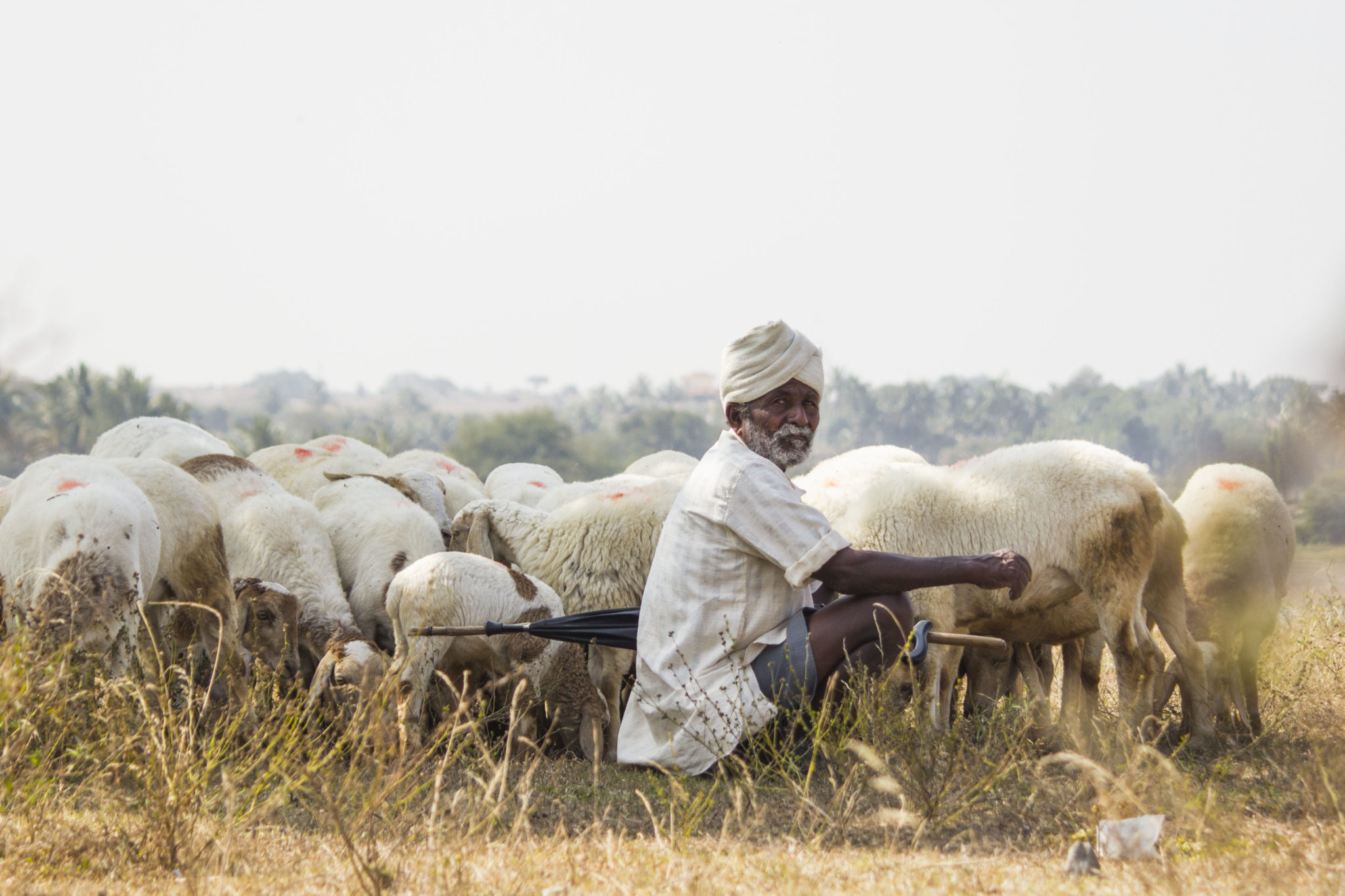 Flock and the Shepherd