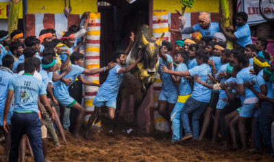 Bull fighters at a Jallikattu in Madurai
